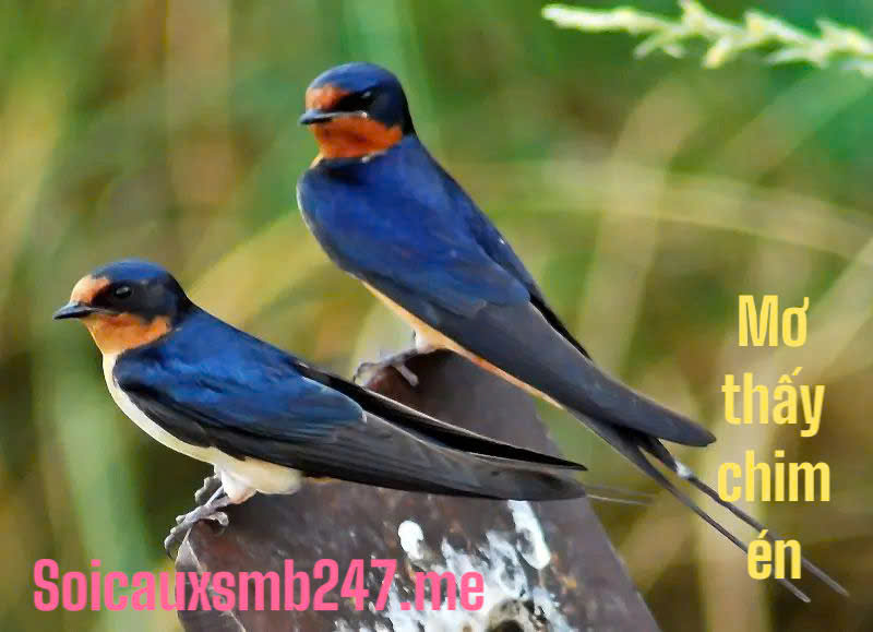 Mơ thấy chim đánh lô gì ?