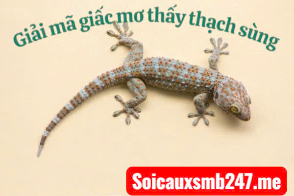 Mơ thấy thạch sùng đánh lô gì