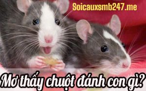 mo-thay-chuot-danh-con-gi