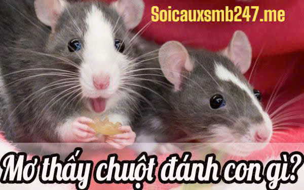 Mơ thấy chuột đánh con gì ?