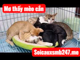 mo-thay-meo-danh-con-gi