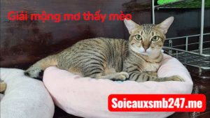 mo-thay-meo-danh-con-gi