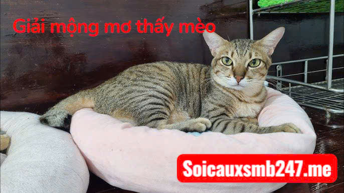 mơ thấy mèo đánh con gì